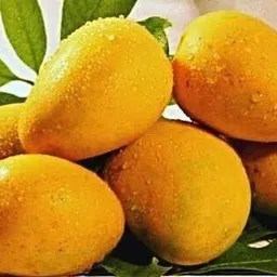 amrapali grafted Mango Plant image 3