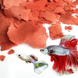 eagle Guppy Flakes, 100ML | BREEDING , HIGH PROTEIN , FAST GROWTH 0.1 kg Dry Adult, Young, Senior, New Born Fish Food image 2