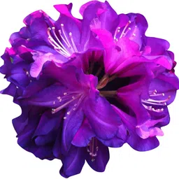 nema Rhododendron Azalea Flower Seeds-Purple Seed-picture-25