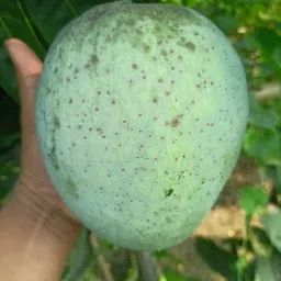 cloud farm Mango Plant image 2