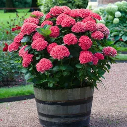 aquinnah Hydrangea Plant-picture-40