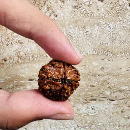 shivtantra 4 MUKHI RUDRAKSHA | CONSECRATED RUDRAKSHA | HOLY SHIVLING & SHREE MANTRA INSIDE Stone Pendant image 5