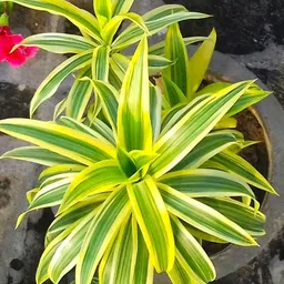 giftzhub Song Of India Plant-picture-13