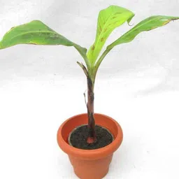 Banana Plant-image-72