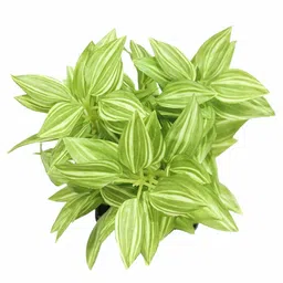 casacraft from pepperfry Pvc Als Green Bonsai With Black Ceramic Pot Artificial Plant image 2