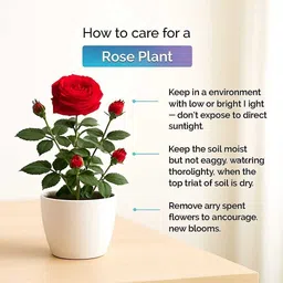 alogardening Rose Plant image 4