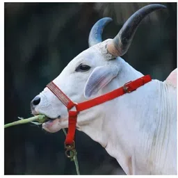 shoppylife Car Pet Step-picture-22