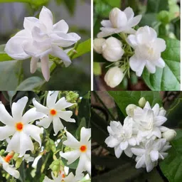 ibains Jasmin seeds pack of 13 Seed image 1