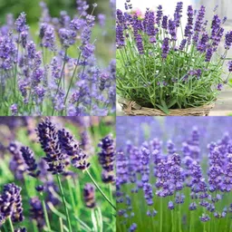 ibains Lavender seeds organic planting no of seeds 47 Seed image 4
