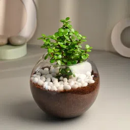 Jade Terrarium image 4