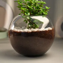 Jade Terrarium image 3
