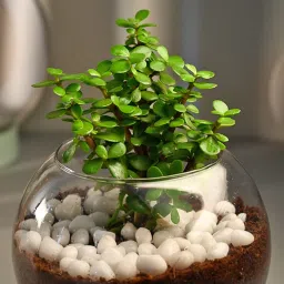 Jade Terrarium image 2