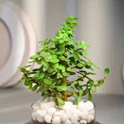 Profuse Jade Terrarium image 3