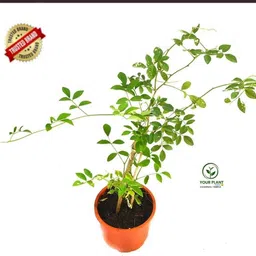 sbgarden Aparajita/ Butterfly Pea Plant image 2