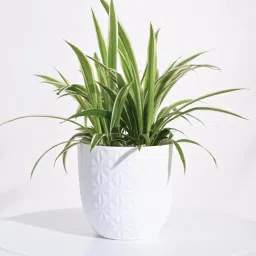 ugaoo Verona Mocca (Set of 3) Plastic Planters image 5