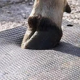 Animal Feeding Waterproof Rubber mat 8×5 feet Cow, Dog, Guinea Pig, Hamster, Miniature Pig Pet Mat-image-24