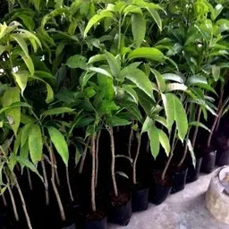 florafusion Mango Plant image 3