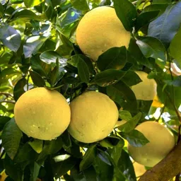 aquinnah Lemon Plant-picture-36