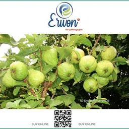 erwon Guava Growth Booster Manure image 2