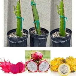 plantoria Dragon Tree-picture-18