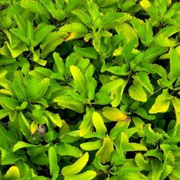 bagan bari Kalanchoe Plant image 5