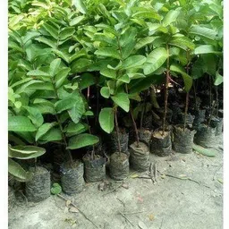 puspa enterprize Guava Plant image 4