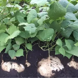 silba Yam Bean Seed, Jicama Seed, Sankalu Seed, Shankalu Bij Seed image 4