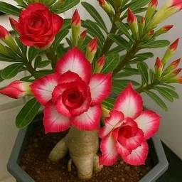 breezy blooms Adenium Plant-picture-15