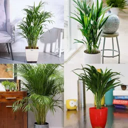 erica palm seeds 100 % germination, organic seed pack of 12 Seed-image-6