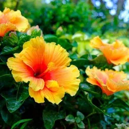 aquinnah Hibiscus Plant image 3