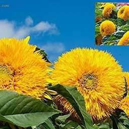 Sunflower Miniature Summer Flower Seed-image-50