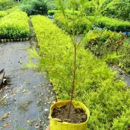 kakalinursery Bottle Brush Plant image 2