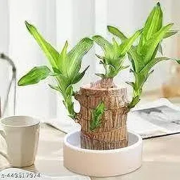 green view Brazilian Wood-picture-11