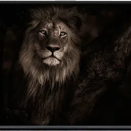 PALMETO Brown lion face, HD quality, vinyl sticker, full vinyl cover for laptop Vinyl Laptop Decal 15.6 image 3