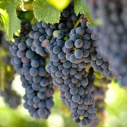 mamoni traders Grapes Plant image 1