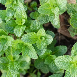 gromax india Good Size Mint Herb Seeds Best For Your Terrace Garden Pack Of 40 Seed-picture-24