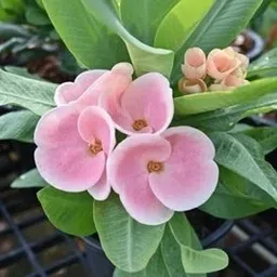 greenyon Euphorbia Plant image 2