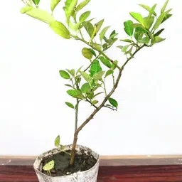 green view Lemon Plant image 3