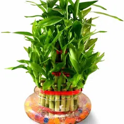 Lucky Bamboo Straight Stick-image-1