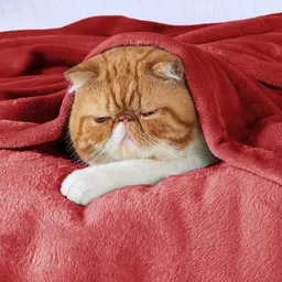 kixta Self Design Double AC Blanket for AC Room image 5