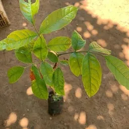 greenhavenn Mahogany Plant-picture-11