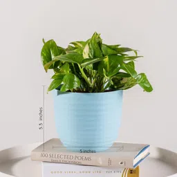 snshopee 3 Beautiful Wave Matte Finish planters flower plant pots gamla gardening Plant Container Set image 2