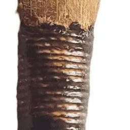 bagpipe reed Reed-image-0