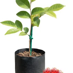 seraphin collections Rambutan Plant-picture-14