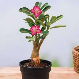 lt surya enterprises Adenium Plant image 4