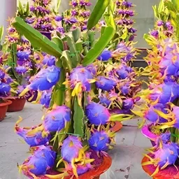 green view Dragon Tree-picture-21