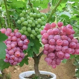 agrawbic Grapes Plant-picture-19