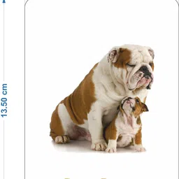 spartan kids Early Learning Flash Cards For Babies (81 Flash card) combo pack image 5