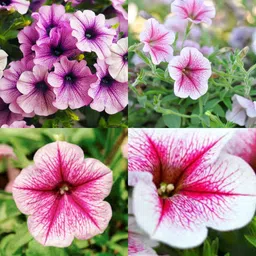 ibains Petunia flower seeds mix colour bij 40 Seed image 2