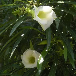 aquinnah Oleander Plant image 2